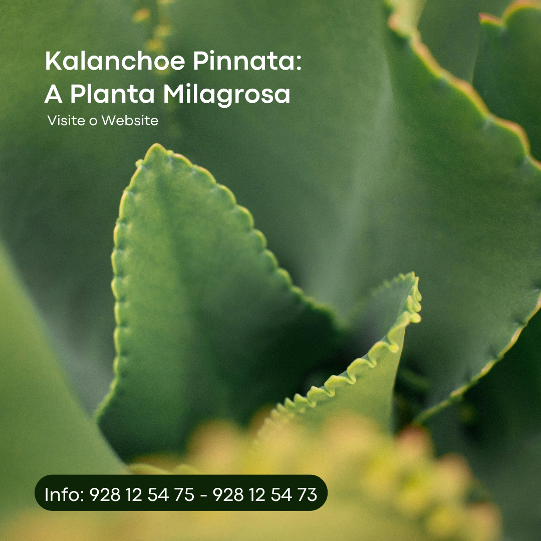 Kalanchoe Pinnata: A Planta Milagrosa 🌿✨